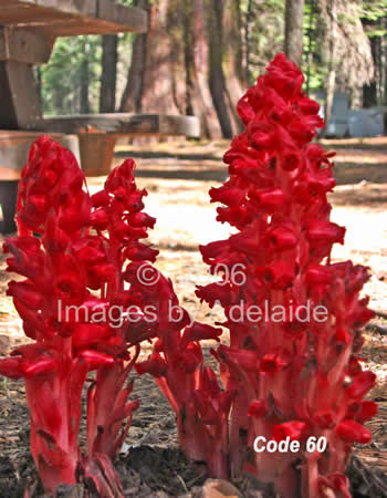 Snow Plants